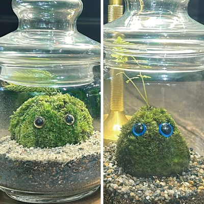 11月の苔テラリウムワークショップ｜自分だけのコケモンを作ろう！｜木曜は雨音の森へ。