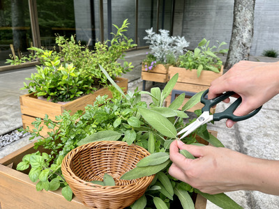 ＼3/20（金・祝）／森の大きなカステラづくり