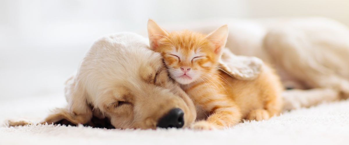 ふくだ動物病院　トリミング予約