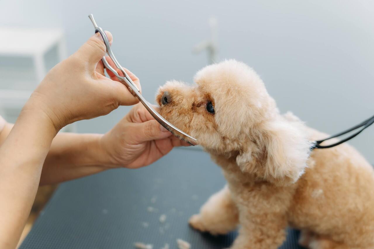 シャンプー＆カットコース