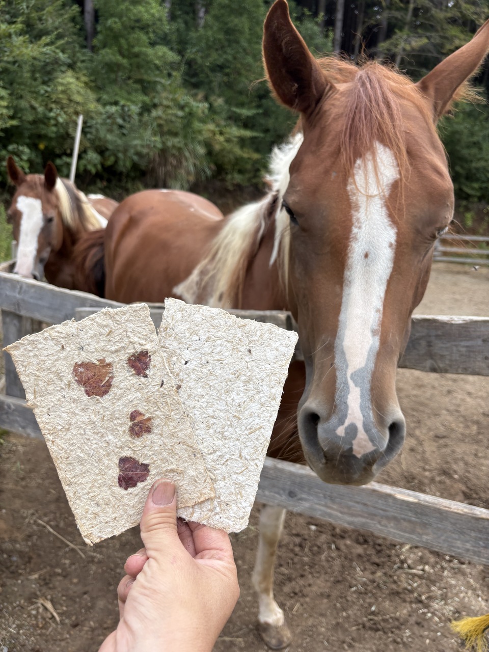 馬糞和紙年賀状作りワークショップ