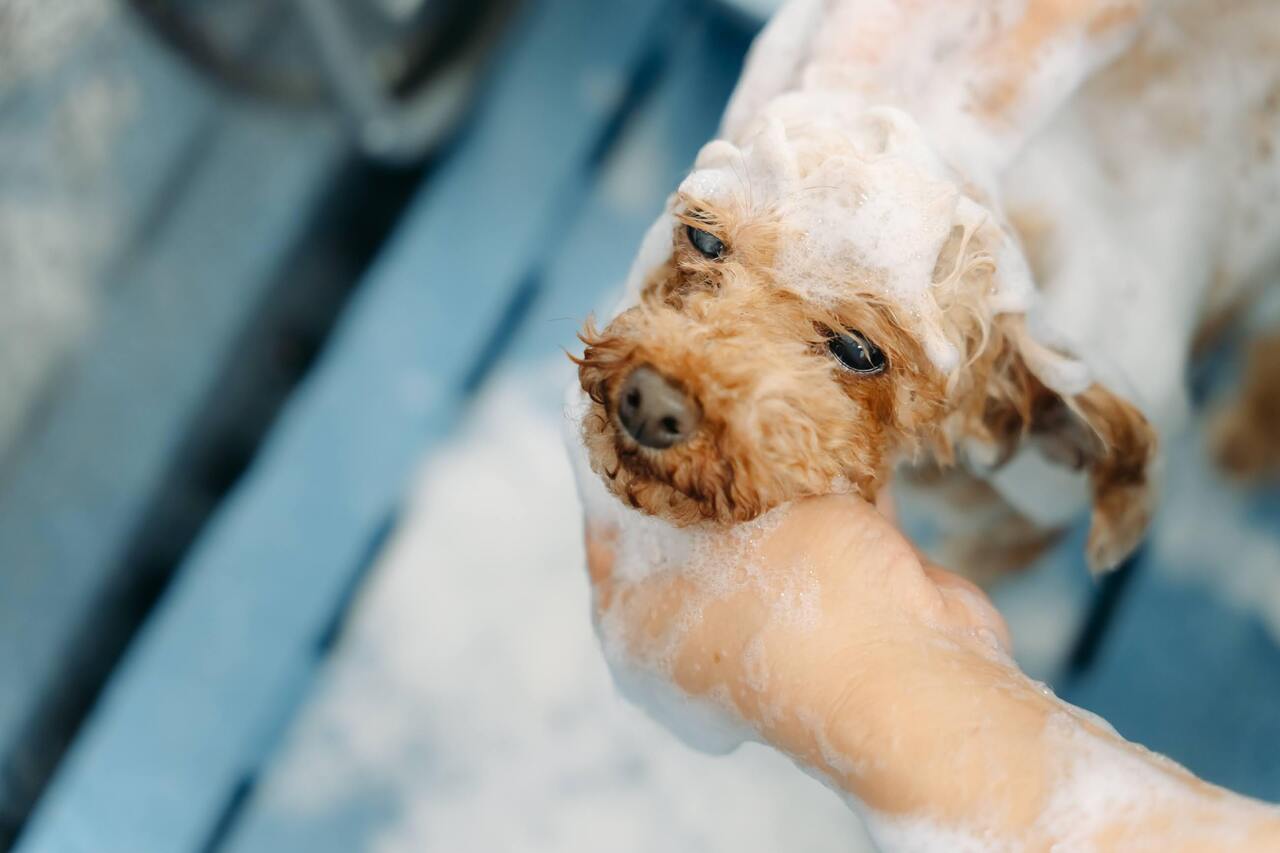 シャンプーコース