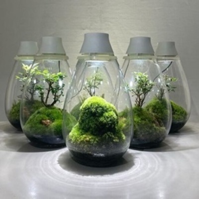 【いよてつ髙島屋】モスライト作成ワークショップ＜Feel The Garden＞