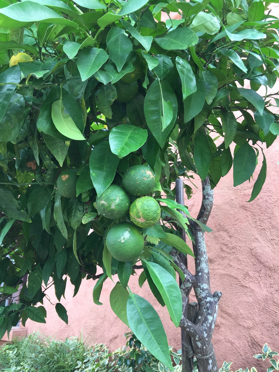 花粉症セルフヒーリング講座