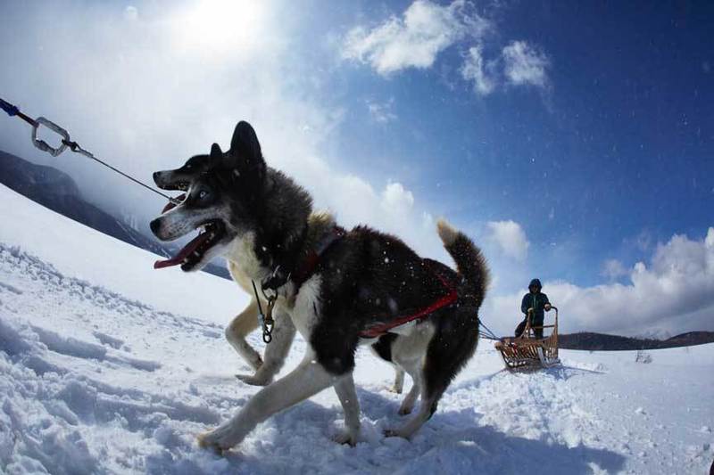 犬ぞり 1Day Adventure 【日帰り】