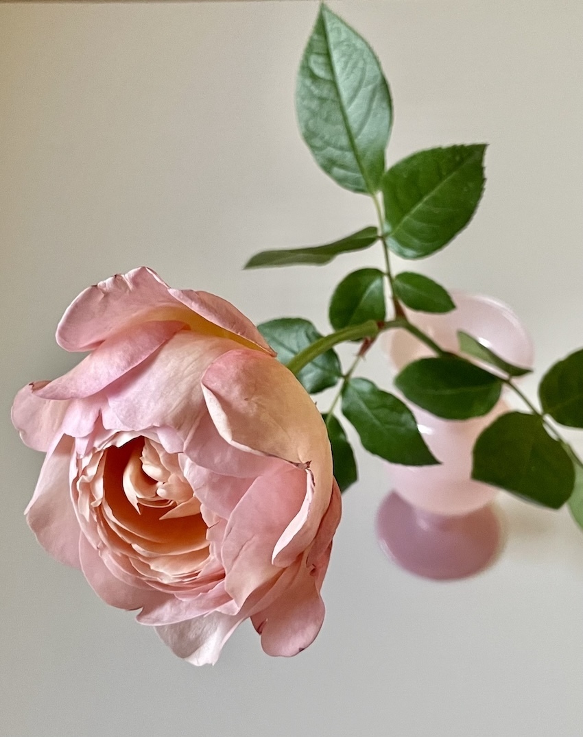 植物療法を楽しむ会　レッスン１「バラ」