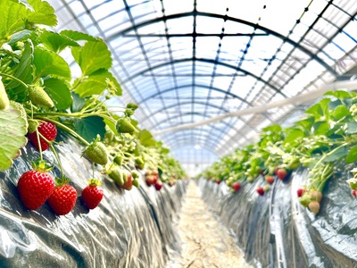 ［さちのか］［かなこまち］いちご狩り