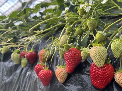 ［さちのか］［かなこまち］いちご狩り