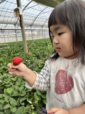 ［さちのか］［かなこまち］いちご狩り