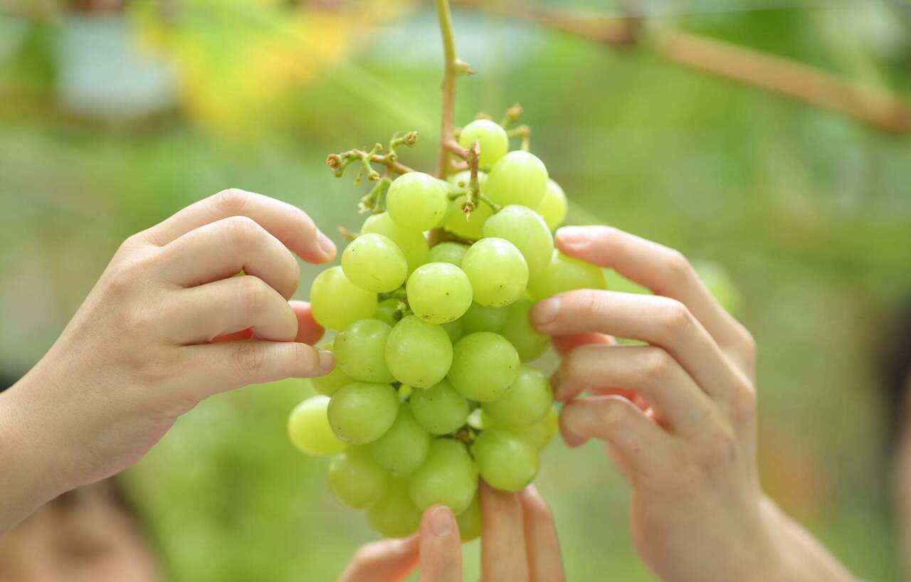 【石神井】ブドウ狩り体験｜2025年9月7日(日)