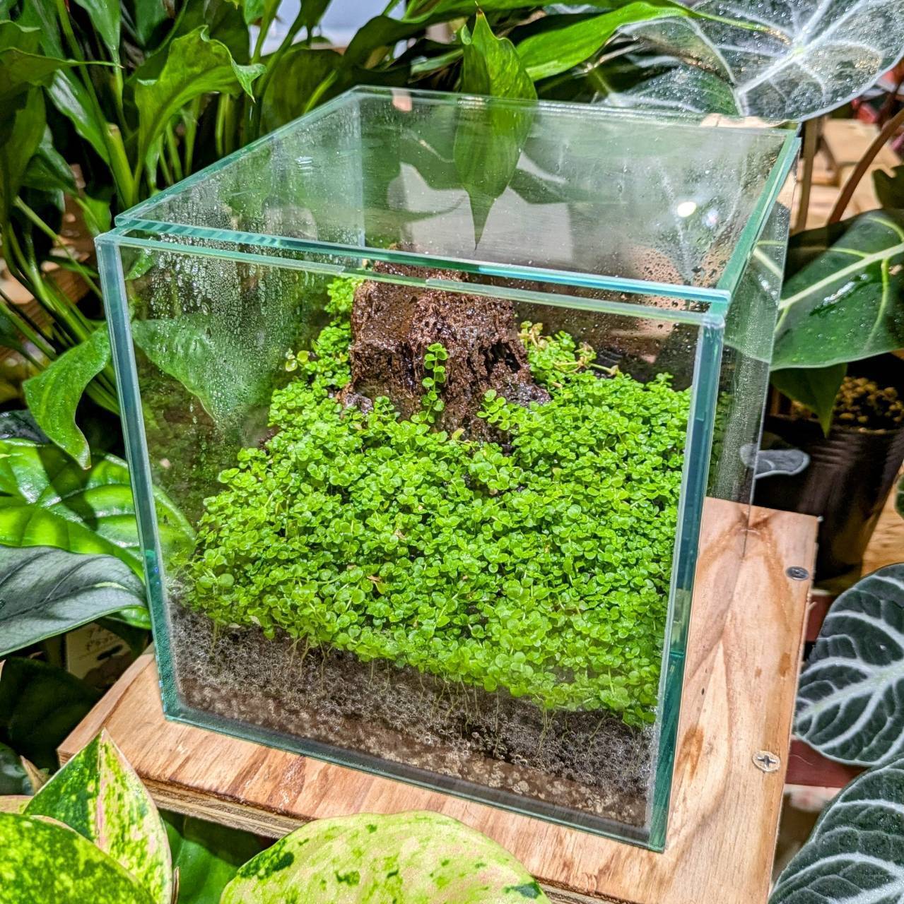 水草で作るテラリウム教室