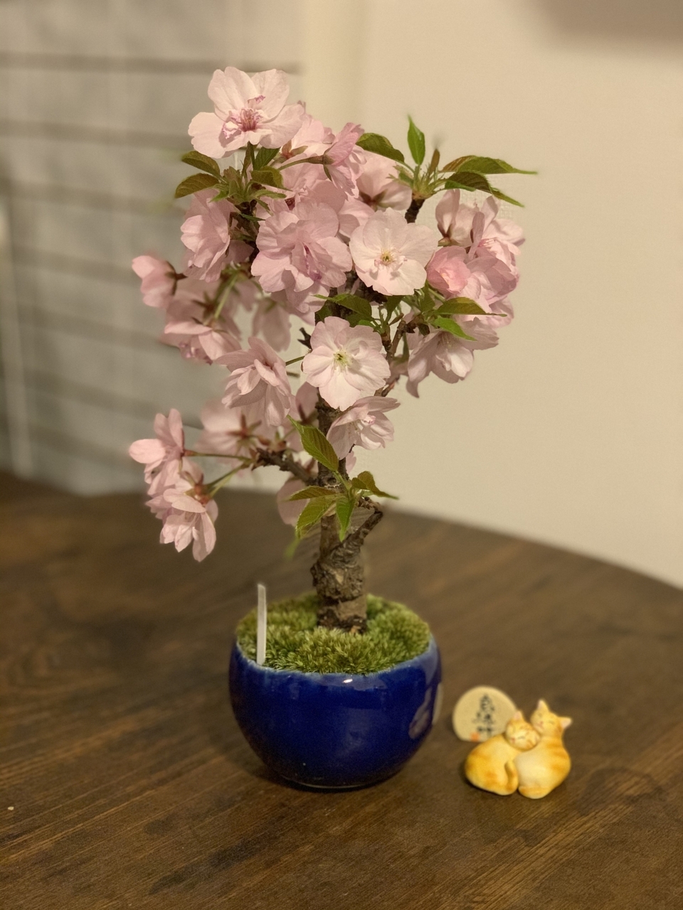 【石神井】桜の盆栽づくり｜2026年4月12日(日)