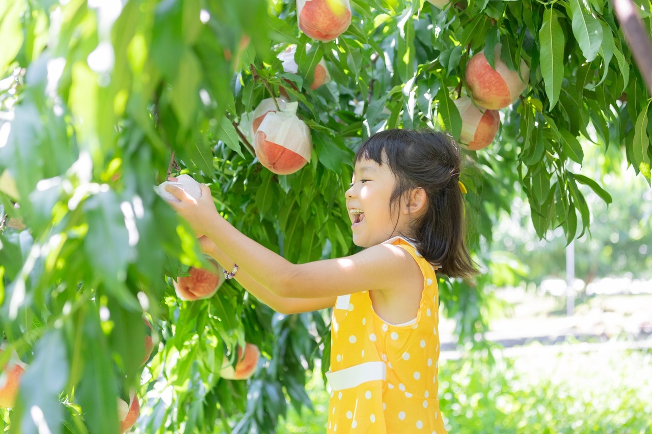 PESCA−SHOP【桃狩りのご予約はこちら】2025年度