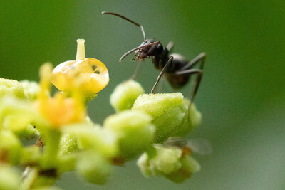 観察力がつく「生きものをスケッチしよう」鶴見緑地