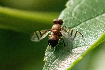 観察力がつく「生きものをスケッチしよう」鶴見緑地
