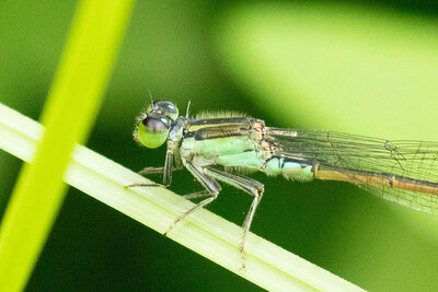 観察力がつく「生きものをスケッチしよう」鶴見緑地