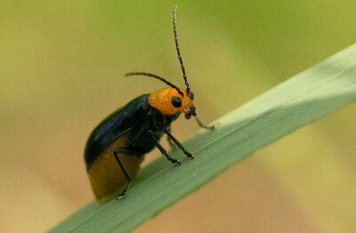 観察力がつく「生きものをスケッチしよう」鶴見緑地