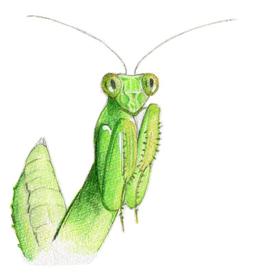 観察力がつく「生きものをスケッチしよう」鶴見緑地