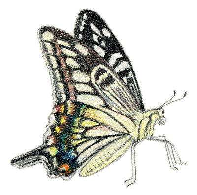 観察力がつく「生きものをスケッチしよう」鶴見緑地