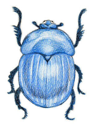 観察力がつく「生きものをスケッチしよう」鶴見緑地