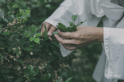野香茶拝見場/Tasting room