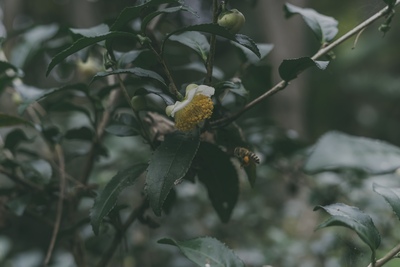 野香茶拝見場/Tasting room
