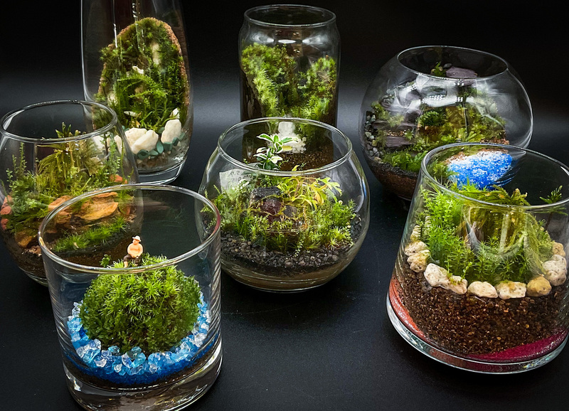 苔テラリウム dc5041a93fa5c0ac3c633718e78388