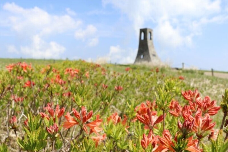 コース番号5251 「霧ヶ峰高原 八島湿原」 と 「美ヶ原高原」フラワーハイキング 2日間