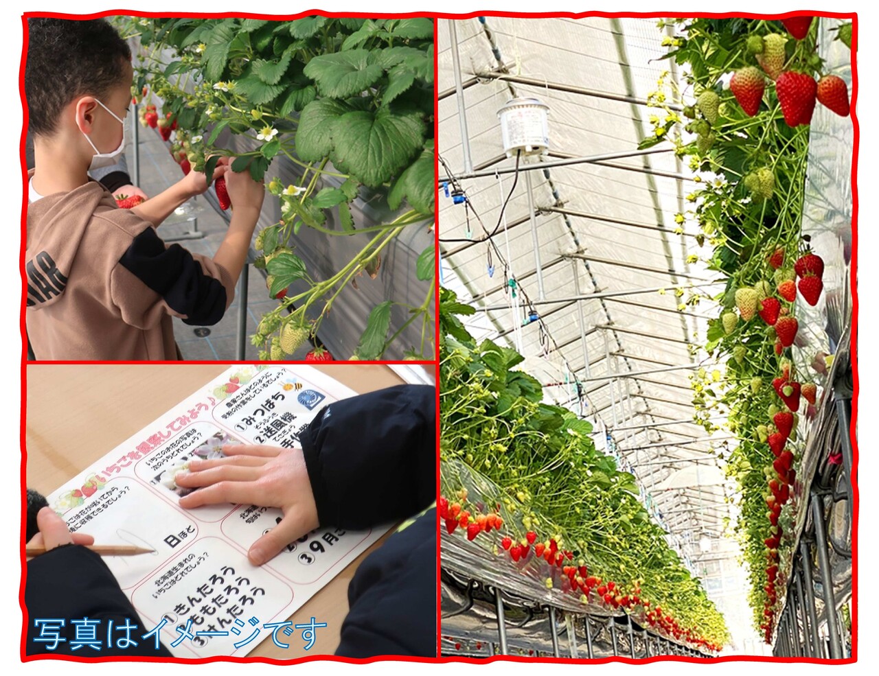 ビニールハウスでいちごを収穫しよう