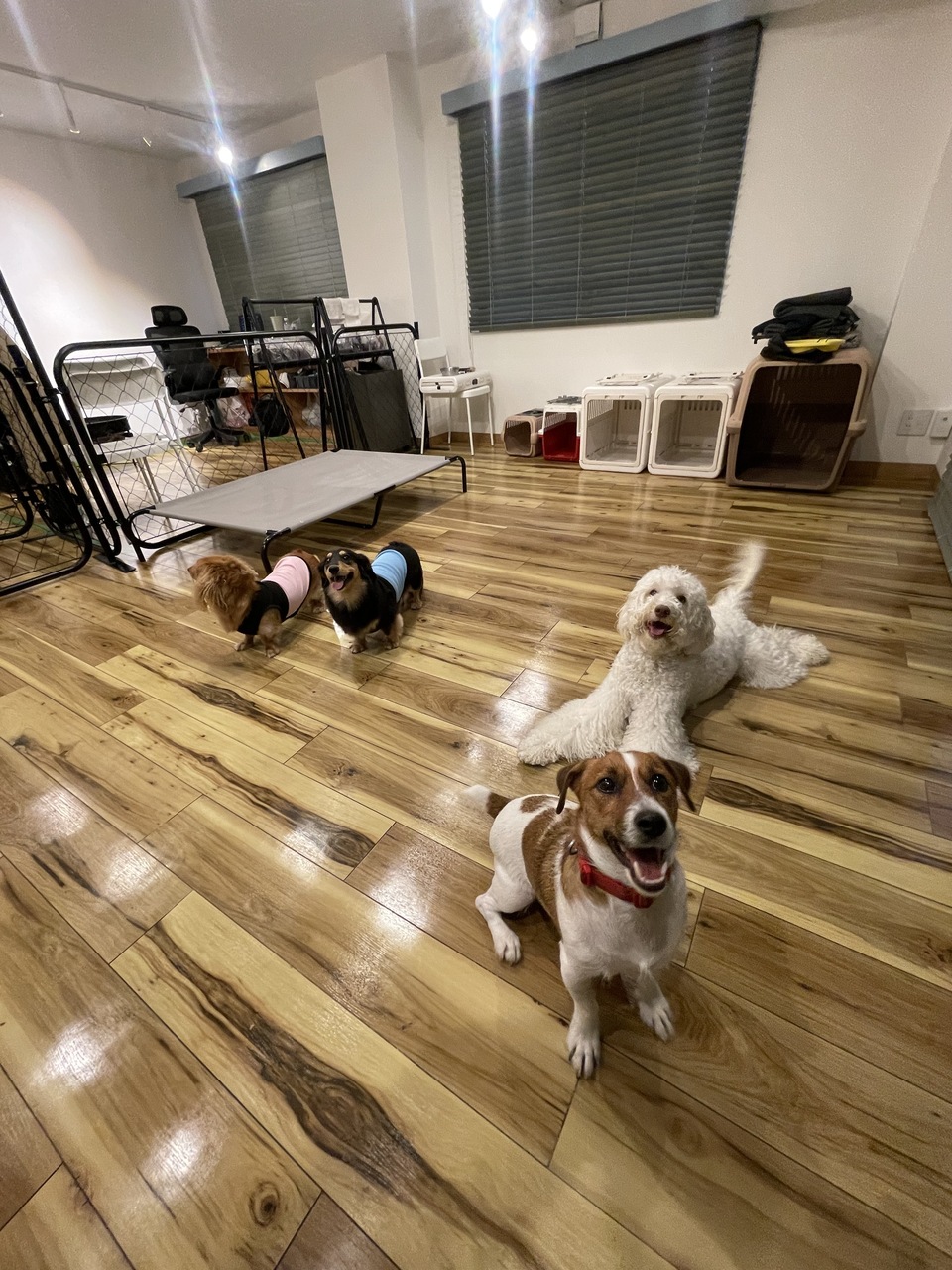 【来所予約】各種手続きにお越しの方向けピストルK9 アカデミー 初回来所予約(初回カウンセリング)