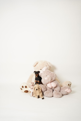 ペットプラン（所要時間45分｜撮影時間30分）