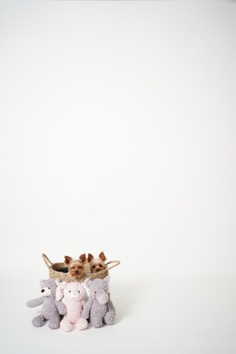 ペットプラン（所要時間45分｜撮影時間30分）