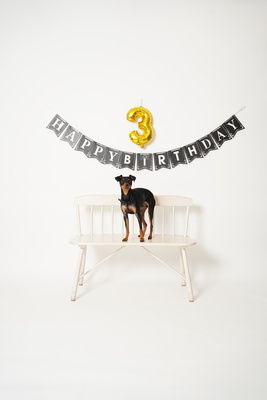 ペットプラン（所要時間45分｜撮影時間30分）