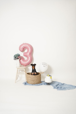 ペットプラン（所要時間45分｜撮影時間30分）