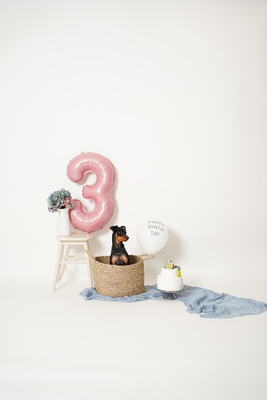 ペットプラン（所要時間45分｜撮影時間30分）