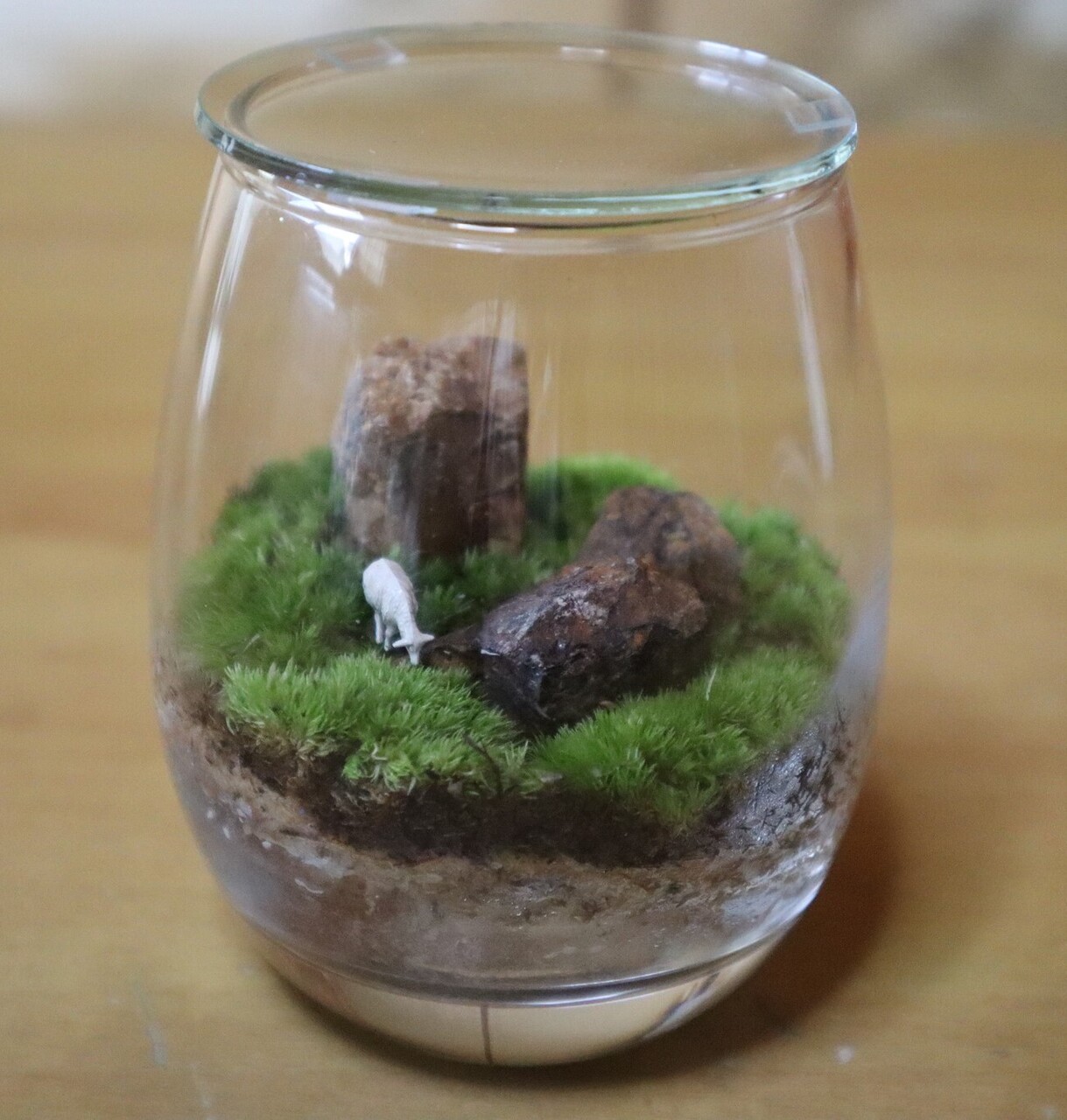 テラリウム専門店　Viriditas_ヴィリディタス