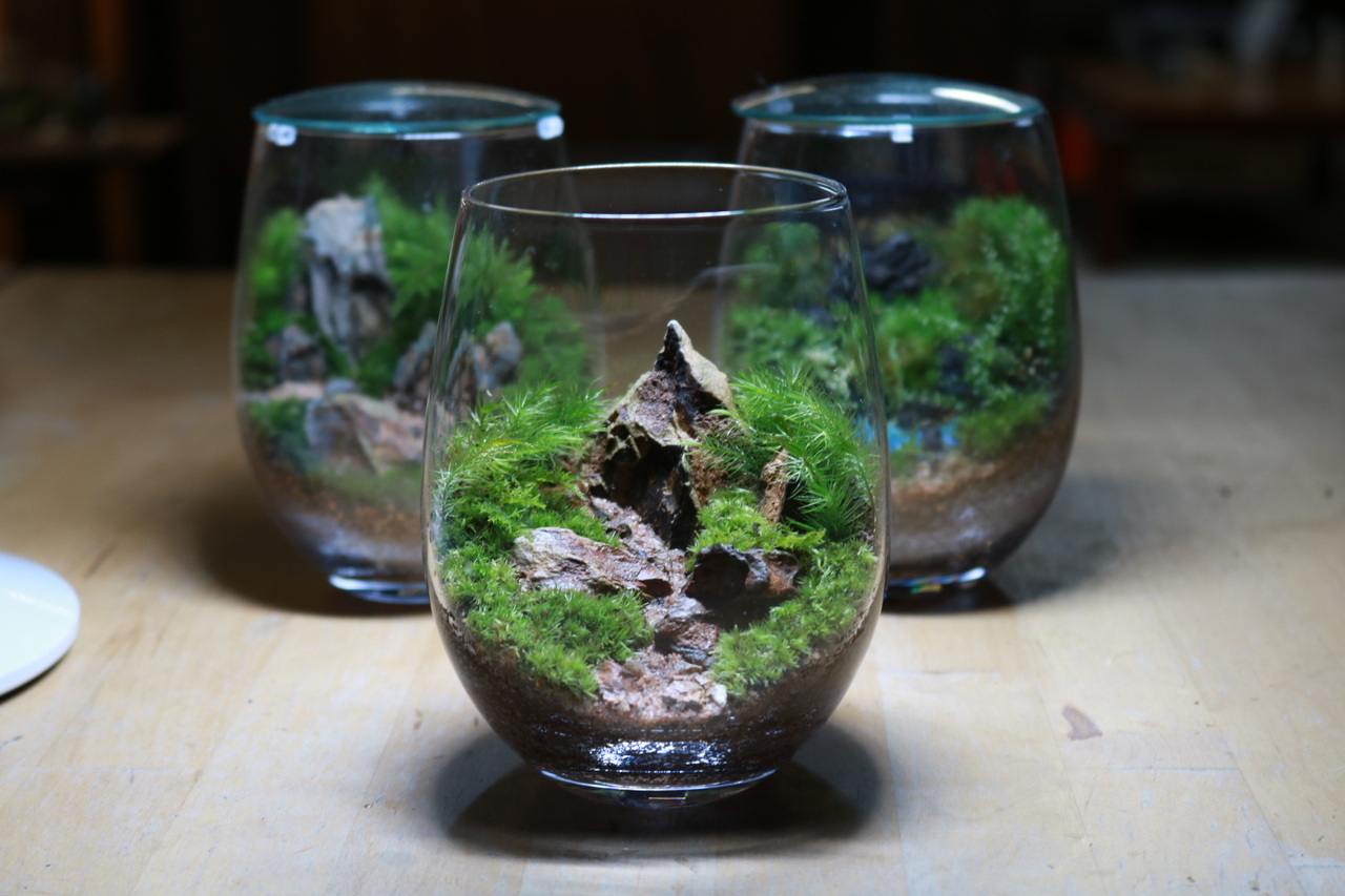 《錢屋塾》植物の魅力に触れる苔テラリウム ～しずくの中の小さな世界～