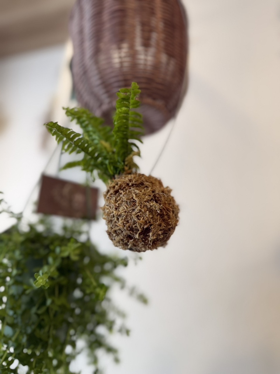 苔玉づくり体験【夏季限定】