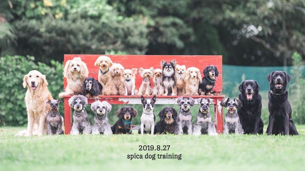 ドッグトレーニング　グループセッション