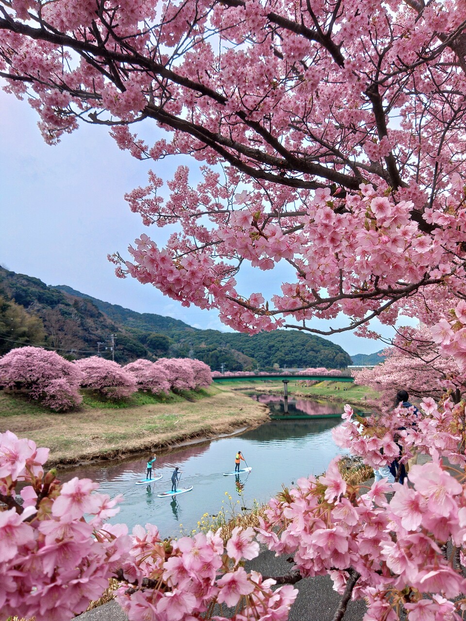 【期間限定！】南伊豆お花見SUP体験