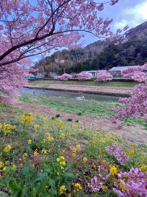 【期間限定！】南伊豆お花見SUP体験