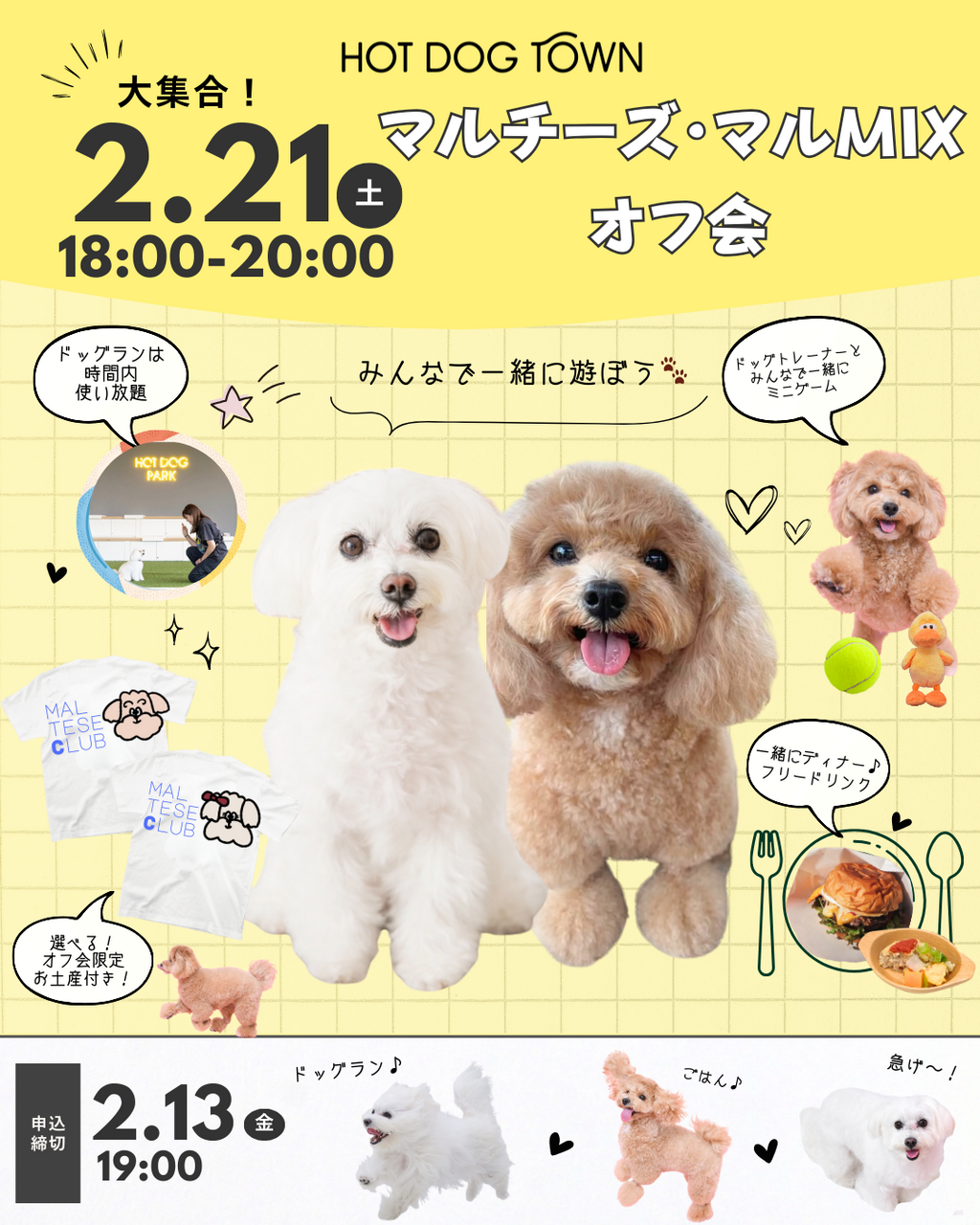 マルチーズ・マルMIXオフ会 2/21(土) 