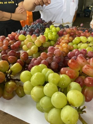 🍇シャインマスカットと玉ねぎ醤の発酵PARTY　〜ぶどう食べ比べ＆発酵ランチで味わう秋〜