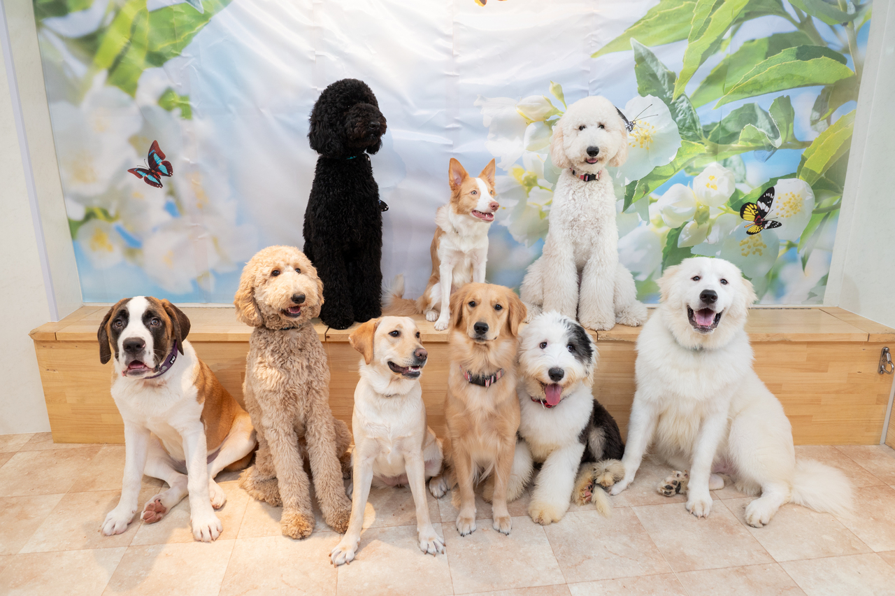 大型犬ブースふれあい予約　【中学校１年生より入場可能】