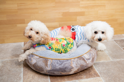 大型犬ブースふれあい予約　【中学校１年生より入場可能】