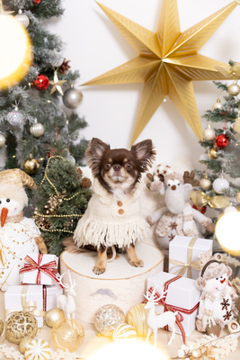 【季節限定】ホリデープラン(11月〜1月)