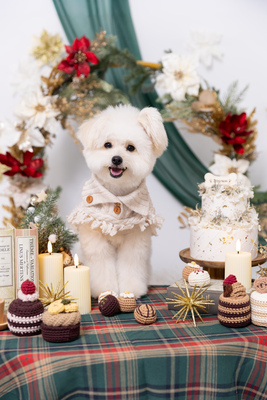 【季節限定】ホリデープラン(11月〜1月)