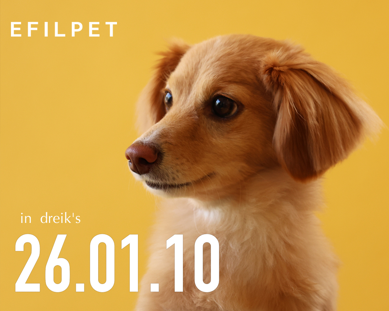 ペット撮影会  1月10日 　dreik's 大阪箕面