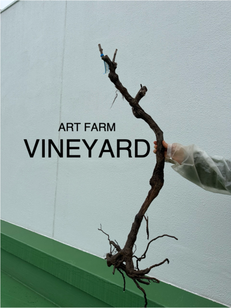 ピノ・ノワールぶどう苗の植付けワークショップ 2/27（金）15:00-17:00