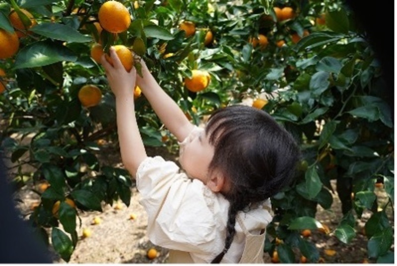 【瀬田】みかん狩り体験｜2026年1月18日(日)